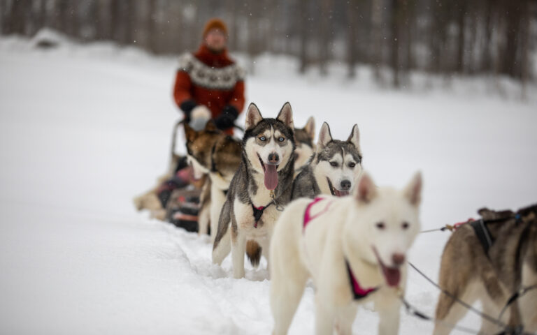 Husky Safaris, snowshoe trips and other winter fun! Rock and Lake Kangasniemi